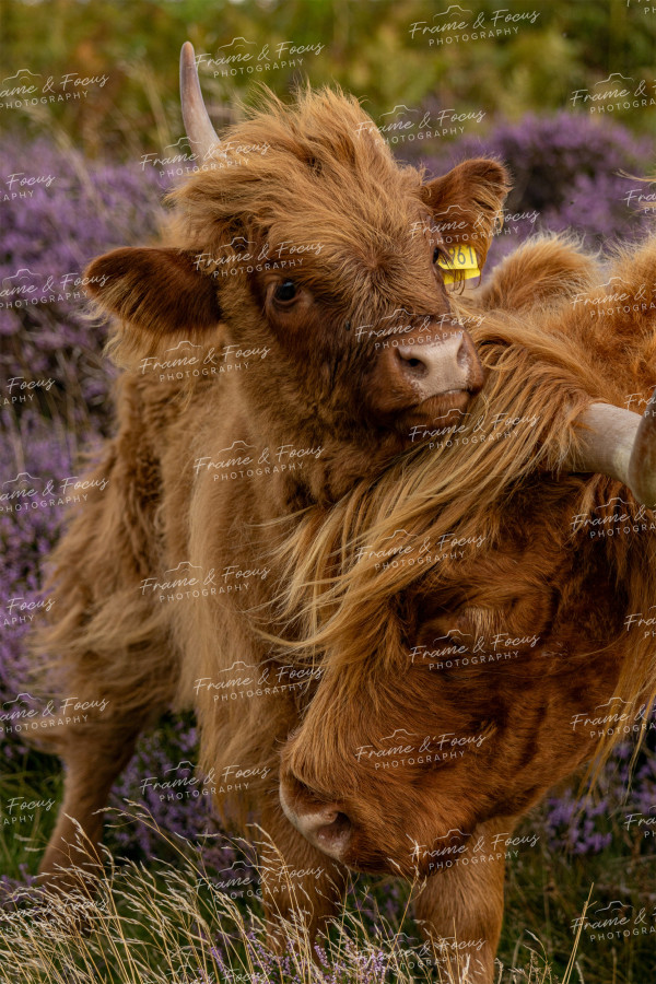 To buy a print or any of the below please click on the images